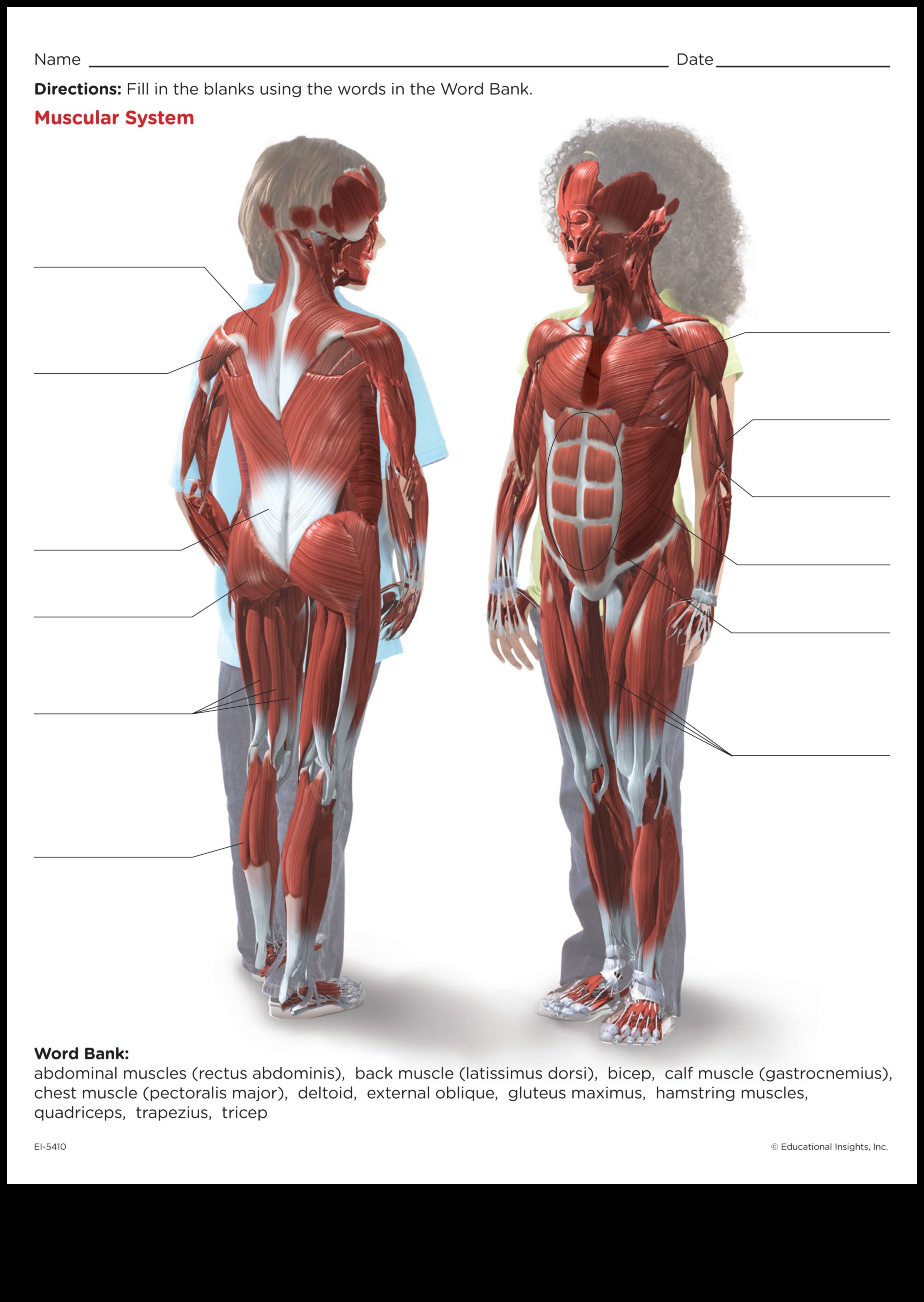 Anatomy Insights: Understanding Muscles in Life Drawing