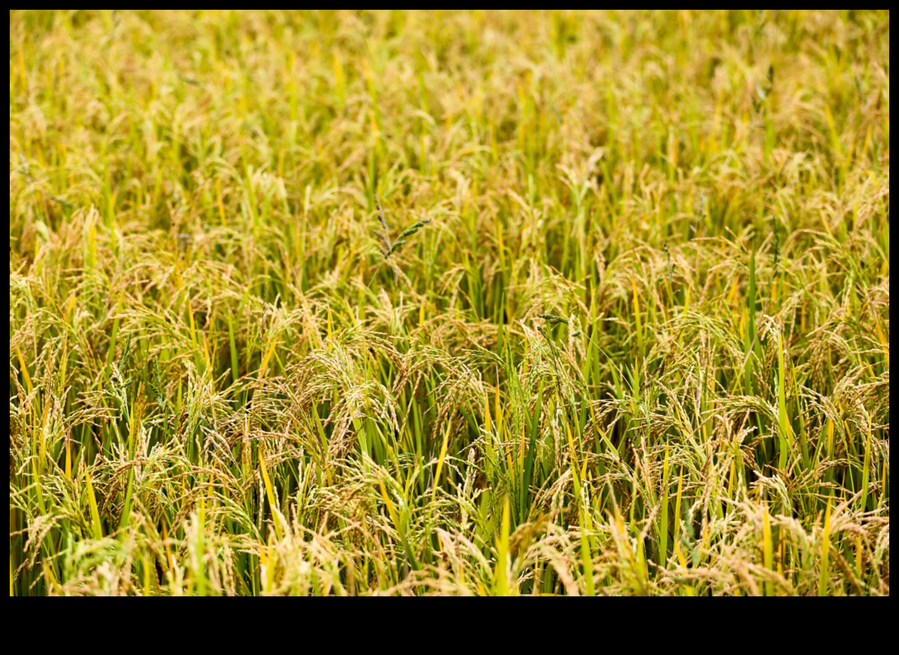 A Land of Plenty The Bounty of Farmland and Crops 2 Fields of Plenty: The Bounty of Farmland and Crop Fields