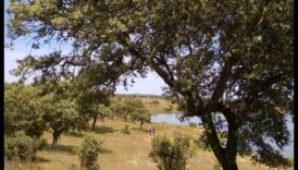 Rolling Hills and Pastoral Scenes: Rural Landscapes Unveiled