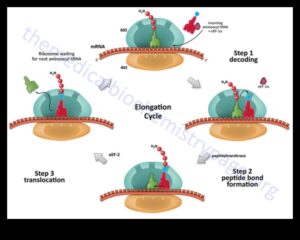 Molecular Mastery: Navigating the Complexities of Nutrition Biochemistry