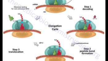 Molecular Mastery: Navigating the Complexities of Nutrition Biochemistry