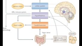 Fueling Brilliance: The Impact of Nutrients on Cognitive Health