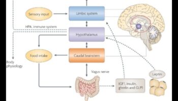 Fueling Brilliance: The Impact of Nutrients on Cognitive Health